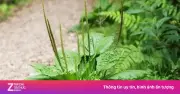 Cây mã đề mọc dại trong vườn là thảo dược quý, tốt chẳng kém thuốc bổ