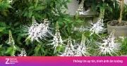 Cây râu mèo: Thanh nhiệt, bổ thận, dưỡng gan mọc đầy vườn