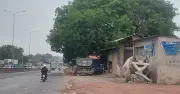 Cây xanh bật gốc, đổ ra đường sau mưa lớn ở TP.HCM