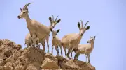 Dê Nubia hoang dã tại Israel đối mặt nguy cơ tuyệt chủng vì biến đổi khí hậu