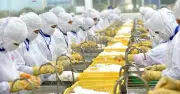 DOC tính thuế chống bán phá giá tôm Việt Nam có sai sót?