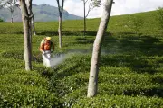 EU thúc đẩy đơn giản hóa quy định về thuốc bảo vệ thực vật và nông nghiệp