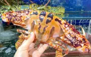 Ghẹ đồ bộ đường thế nào mà giá cả triệu đồng/kg? Khi ăn nên chọn ghẹ đồ hay ghẹ xanh?