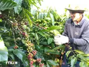 Giá cà phê tăng mạnh, gạo Việt chịu thêm áp lực từ thị trường nông sản