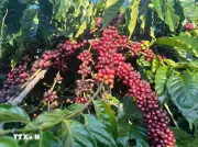 Giá cà phê trong nước giữ đà tăng giữa lúc thế giới giảm sâu