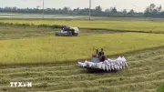 Giá gạo xuất khẩu tăng, thị trường lo ngại tác động của El Nino