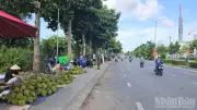 Giá sầu riêng giảm mạnh, nông dân Cần Thơ bán lẻ ven đường