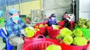 Giá sầu riêng giảm sâu, nông dân Vĩnh Long lao đao
