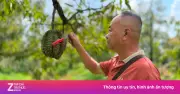 Giá sầu riêng lao dốc, thương lái bỏ cọc, nhà vườn miền Tây thua lỗ nặng