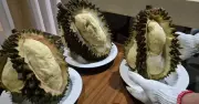 Giá sầu riêng Đông Nam Bộ tăng, áp lực từ Thái Lan và Malaysia
