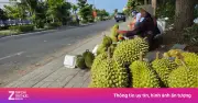 Giá sầu riêng Đồng Tháp lao dốc vì ách tắc kiểm nghiệm, hàng Thái cạnh tranh