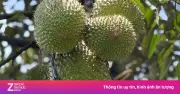 Giá sầu riêng Ri6 lao dốc, nông dân thua lỗ nặng vì nỗ lo cadimi
