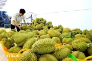 Giá sầu riêng tại TP.HCM: Chợ ngoài bán rẻ, siêu thị neo cao