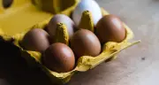 Giá trứng gà giảm mạnh, doanh nghiệp chăn nuôi lao đao