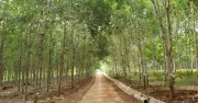 Gia Lai: Hơn 22.000 ha cao su chết, kém phát triển buộc phải chuyển đổi