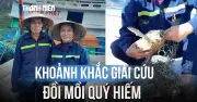 Giải cứu đồi mồi quý hiếm mắc lưới trên bãi biển Côn Đảo