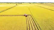 Giải pháp đồng bộ giúp mô hình lúa phát thải thấp đạt hiệu quả cao