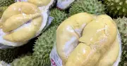 Giải pháp tháo gỡ ùn tắc kiểm nghiệm sầu riêng xuất khẩu sang Trung Quốc