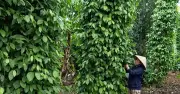 Giảm nghèo thông tin thúc đẩy phát triển bền vững thị trường nông lâm thủy sản