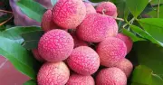 Giống vải trứng hồng Thanh Hà giá 400.000 đồng/kg, cao gấp 10 lần vải thường