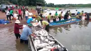 Gần 100 tấn cá lồng chết trắng hồ Trị An sau mưa lớn