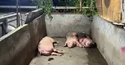 Gần 7 tấn thịt 'bẩn' bị chặn đứng trước khi vào TP.HCM
