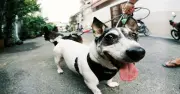 Góp ý chuyện thả rông cho gia đình bị hàng xóm trả đũa theo cách không ngờ