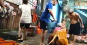 Hà Nội tạm đình chỉ cán bộ thú y vụ lò mổ tự đóng dấu kiểm dịch