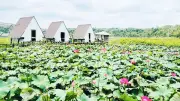 Hồ sen Ia Băng Pleiku: Vẻ đẹp thơ mộng giữa lòng phố núi Gia Lai