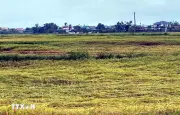 Hà Tĩnh khắc phục tình trạng lúa chín đỏ rạ do đồng loạt mưa đá