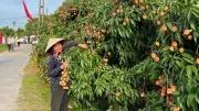Hỗ trợ bảo hiểm y tế cho hộ thoát nghèo; Quảng Ninh đón 8,2 triệu khách du lịch