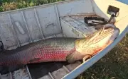 Hai ngư dân Brazil bắt được cá pirarucu khổng lồ nặng 75 kg