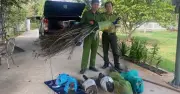 Hai người đàn ông giao nộp 9 con chim công quý hiếm nuôi làm cảnh nhiều năm