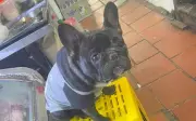 Hai thanh niên lĩnh án vì cướp lại chó Pitbull của chính mình