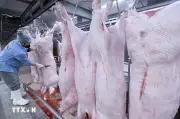 Hải Phòng siết quản lý giết mổ gia súc, gia cầm đảm bảo an toàn thực phẩm