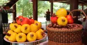 Hội thảo khoa học phát triển bền vững ngành điều Đồng Nai giai đoạn 2026-2030