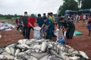 Hơn 100 tấn cá chết trắng hồ Trị An sau mưa lớn đầu mùa