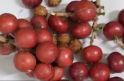 Hơn 200 học sinh Lai Châu nhập viện nghi ngộ độc quả lạ