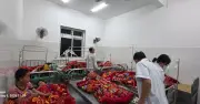 Hơn 200 học sinh nghi ngộ độc quả lạ tại Tủa Sín Chải
