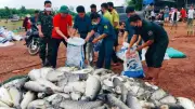 Hơn 200 tấn cá chết tại hồ Trị An: Nguyên nhân và giải pháp