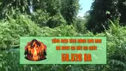 Hơn 50.000 ha rừng tại Cà Mau có nguy cơ cháy cao