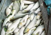 Hàng tấn cá nuôi lồng bè trên sông chết trắng do thời tiết cực đoan