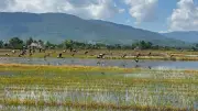 Hàng trăm cò nhạn quý hiếm xuất hiện tại cánh đồng Quảng Trị