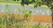 Hàng trăm sếu cổ đen quý hiếm xuất hiện tại hồ La Băng, Quảng Ngãi
