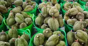 Hàng trăm xe sầu riêng ùn ứ tại cửa khẩu, Bộ Yêu cầu phản ứng nhanh