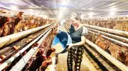 Hưng Yên đẩy mạnh chăn nuôi an toàn sinh học, VietGAHP giai đoạn 2026-2030