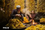 Hành trình của sợi tơ: Từ kén tằm đến đũi thành phẩm