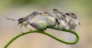 Hành trình săn ảnh chim chiền chiện của nhiếp ảnh gia Đồng Tháp