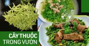 Hoa thiên lý: Thực phẩm vàng giải nhiệt mùa hè, an thần ngủ ngon