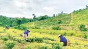 Hợp tác xã dược liệu Thuận Tài mở rộng vùng nguyên liệu, khó khăn bảo quản sau thu hoạch